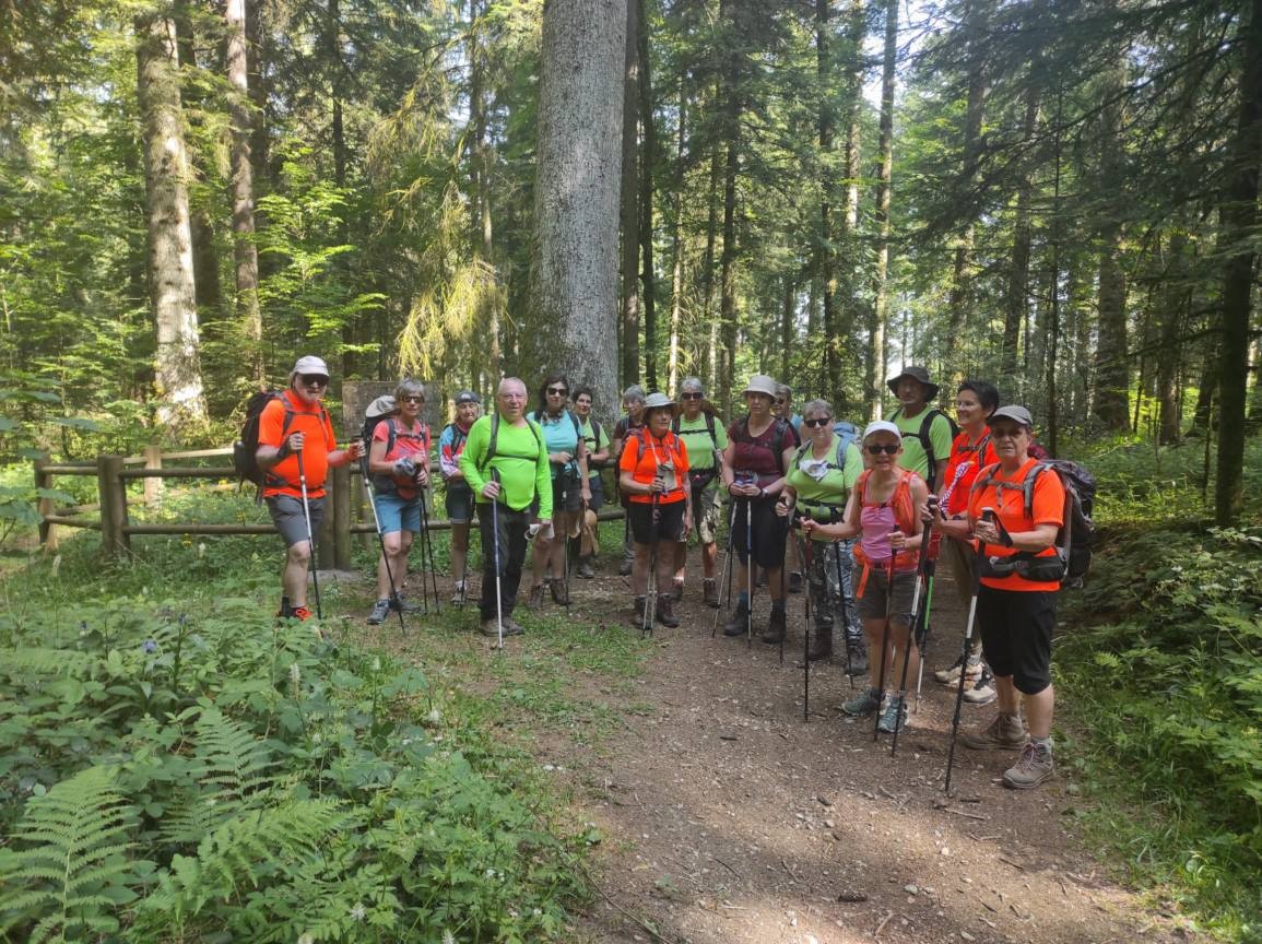 Le groupe sous le sapin pectine 